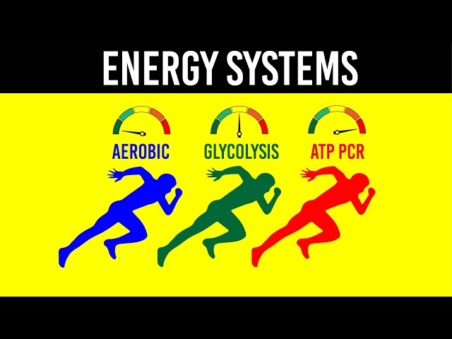 The Three Energy Systems Explained: How Your Body Fuels Every Workout